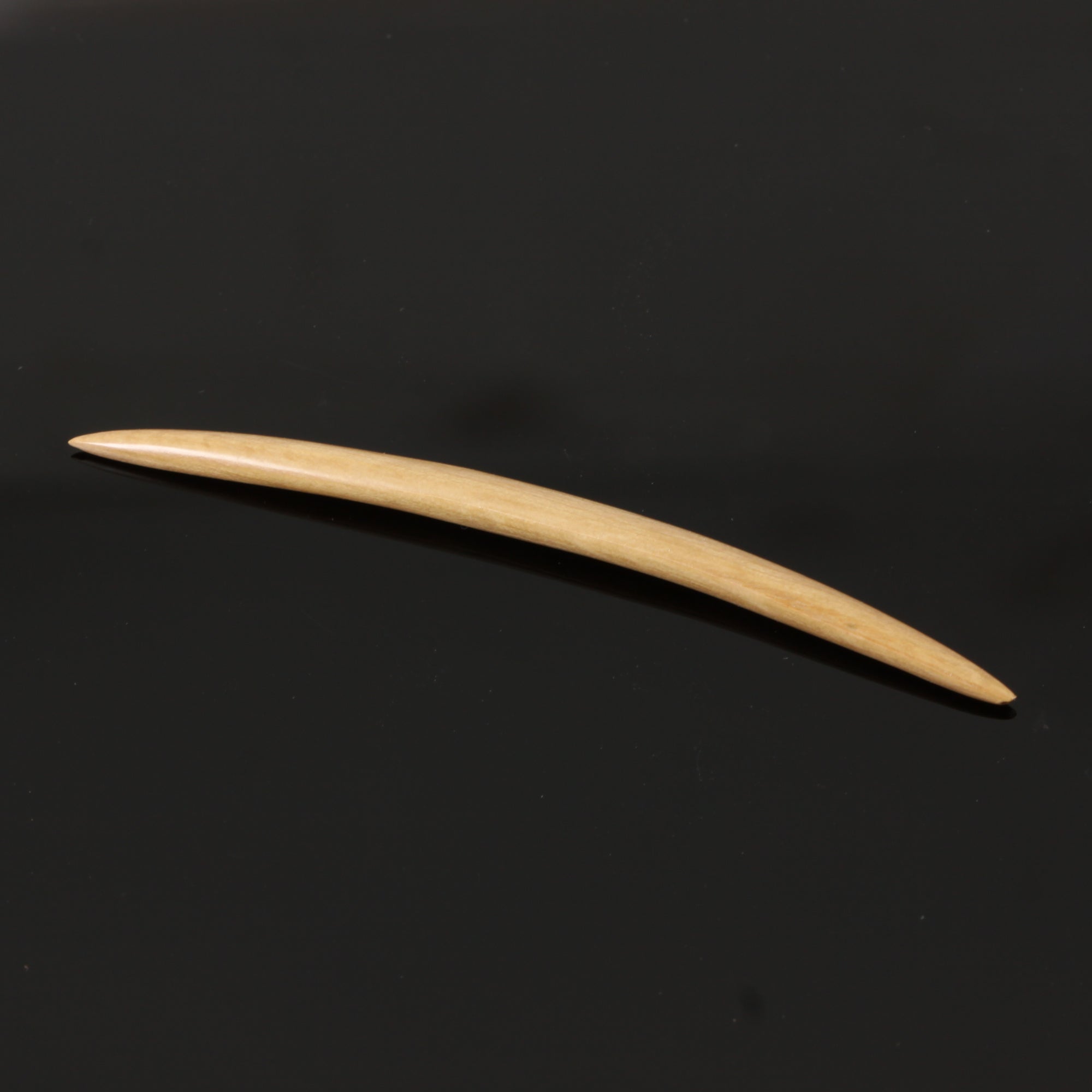 Mammoth Tusk Curved Septum Tusk | 3.5mm