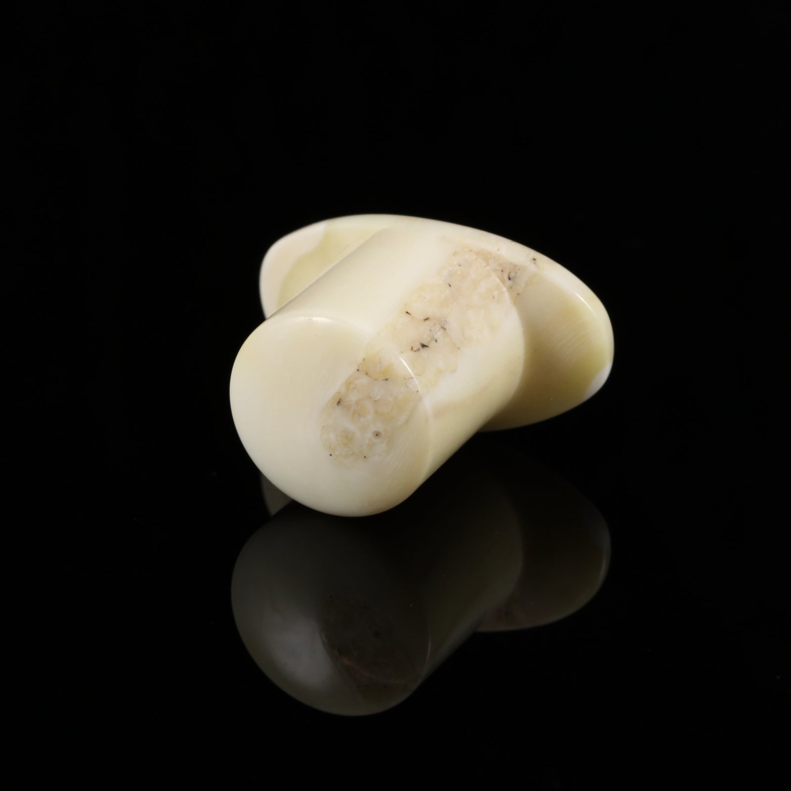 Warthog Tusk Round Labret | 12mm