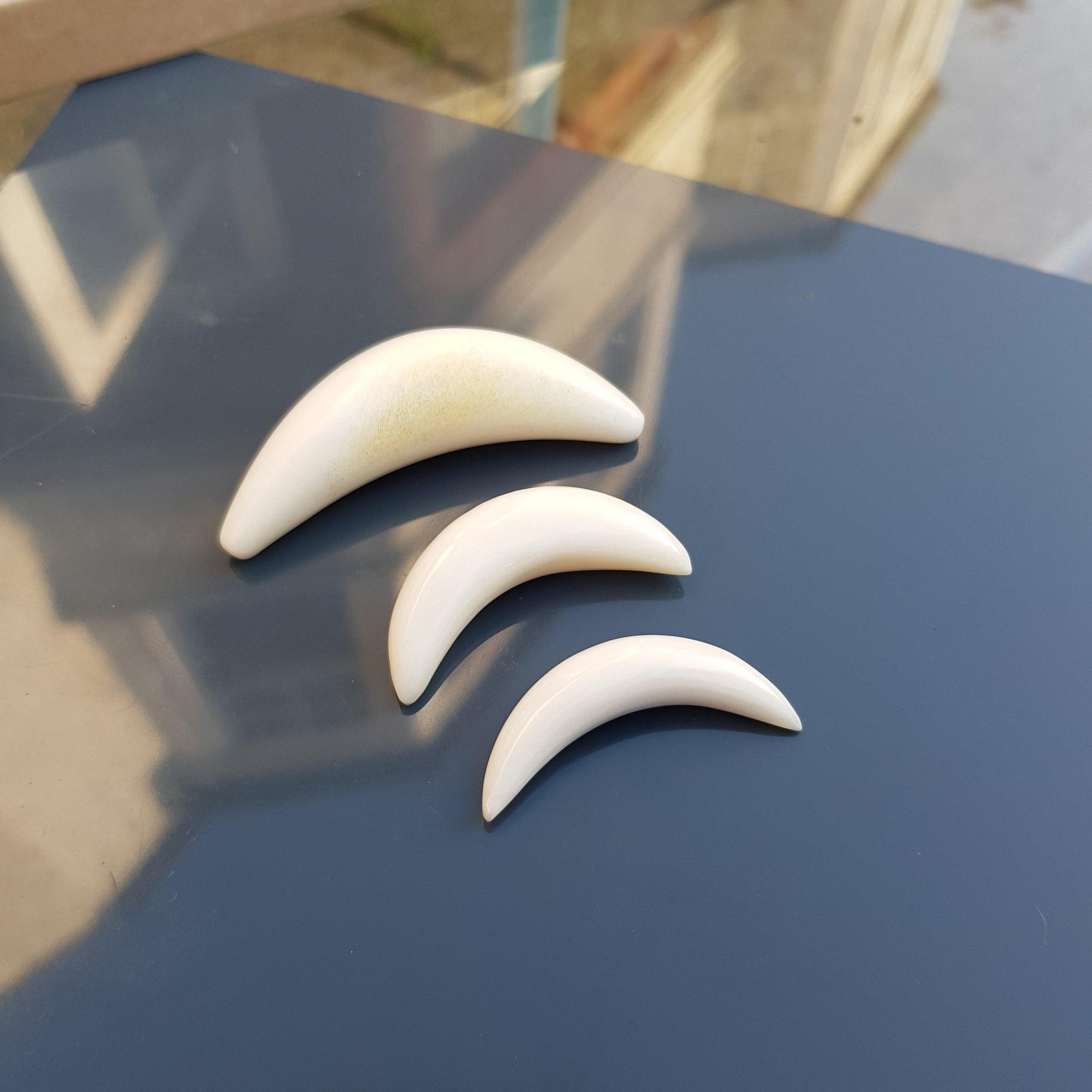 Large Curved Buffalo Bone Septum Tusk