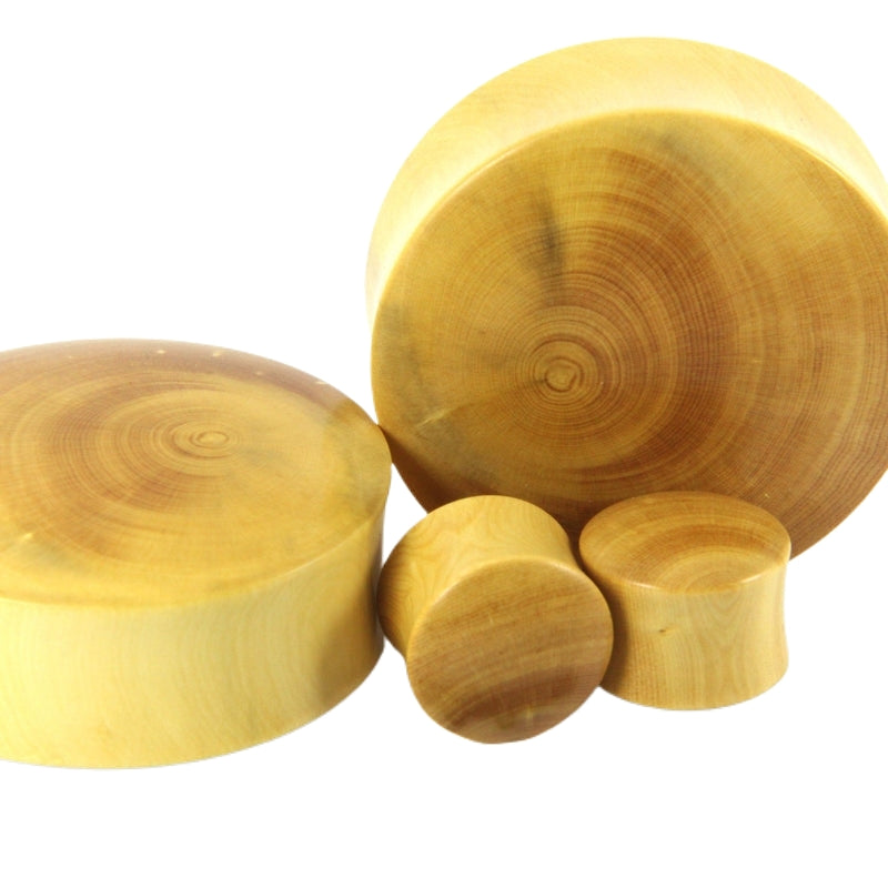 English Boxwood Plugs
